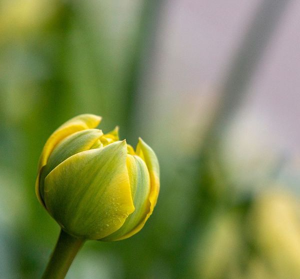 France-Giverny Close-up of a yellow tulip bud in Monets Garden